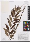 Foto von Salix caprea L. x Salix viminalis L.
